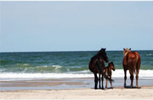 Corolla wild horses