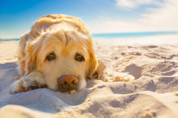 Pampering Your Dog with a Getaway Vacation