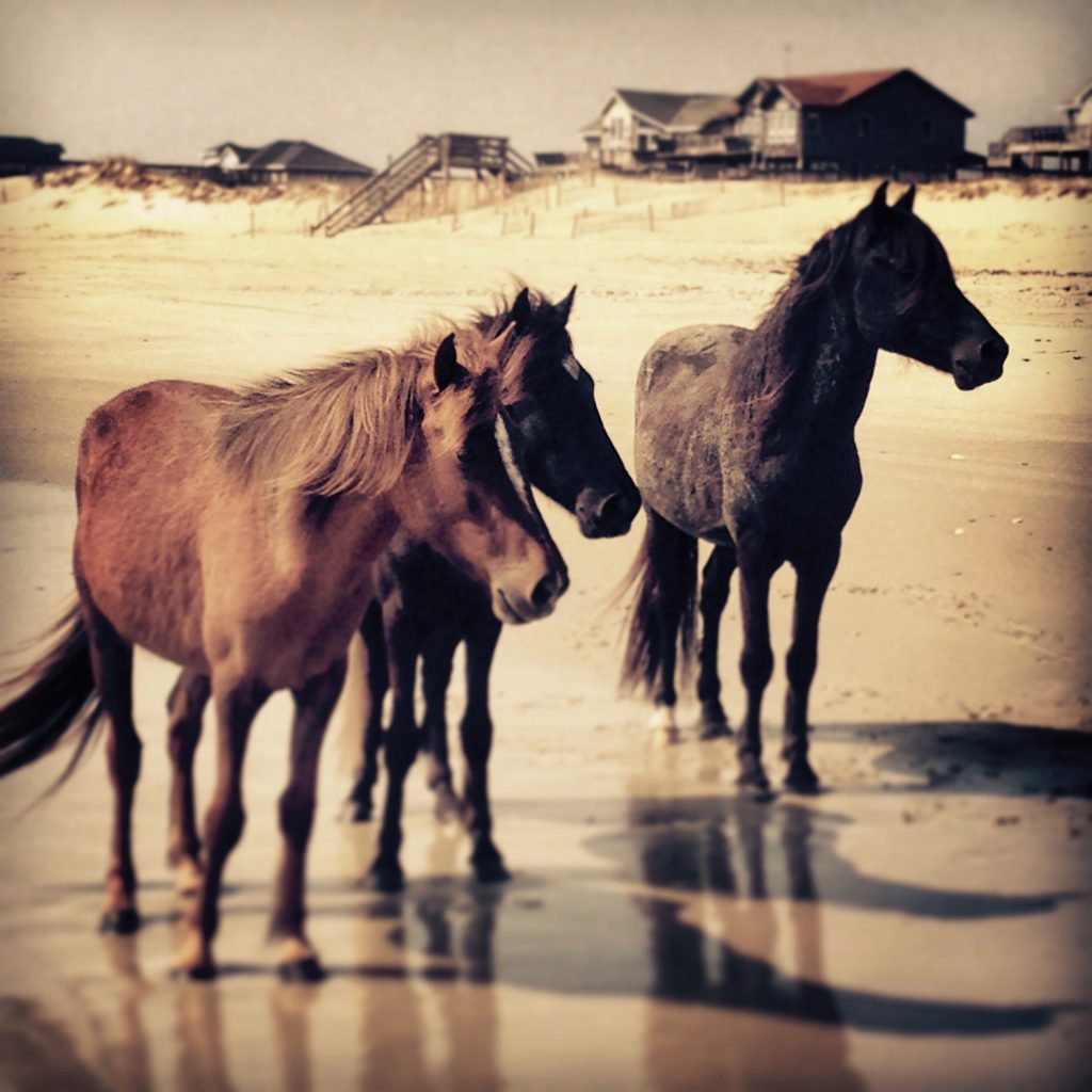 Corolla's Last Mule is Back with the Wild Horses