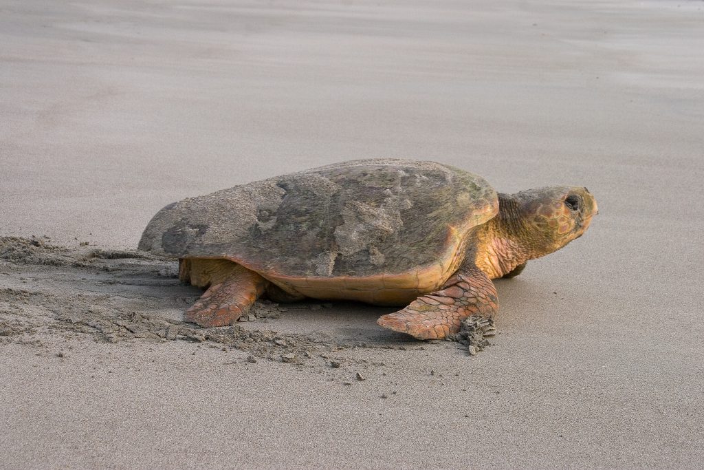 What You Need to Know About Sea Turtle Nesting Season on the Outer Banks