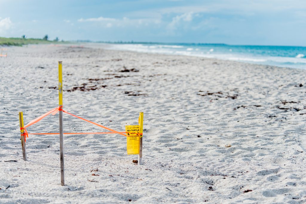 What You Need to Know About Sea Turtle Nesting Season on the Outer Banks