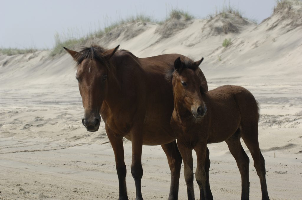 Be Adventurous on your Next Family Vacation to the Outer Banks