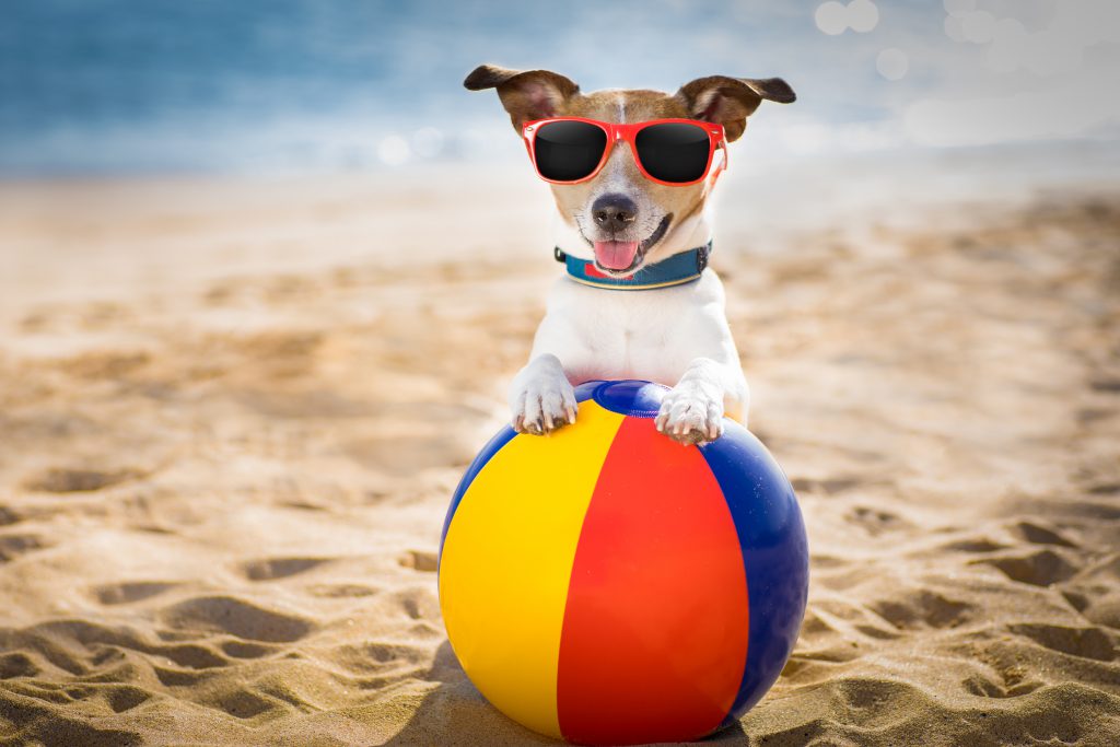 dog fun on beach